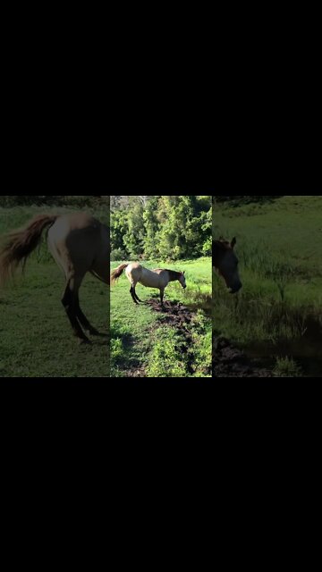 Arthur the rescue horse drinks from a stream