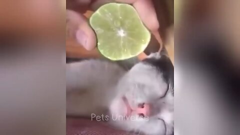 cute animals 😍 video