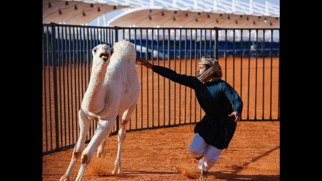 camel wrestling