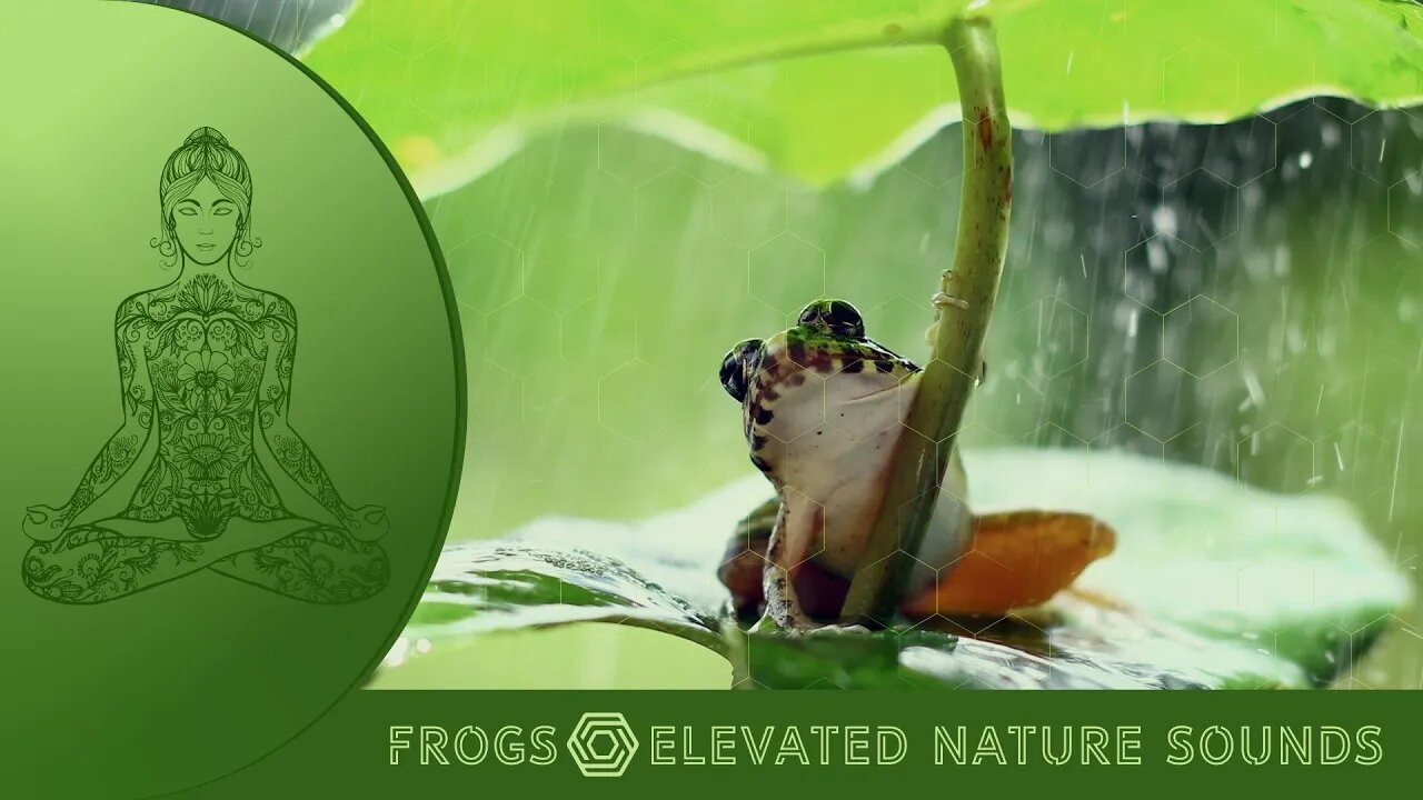 Nature's Nighttime Concert: The Enchanting Sounds of Frogs By A Lake