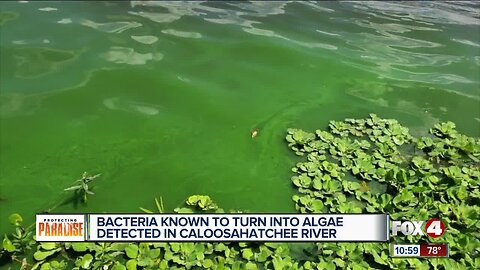 Will blue-green algae make a comeback this summer?