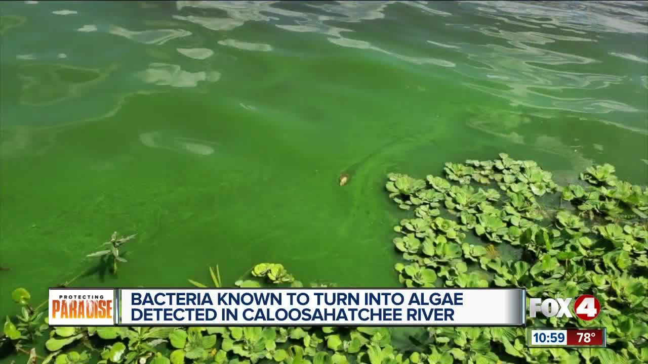 Will blue-green algae make a comeback this summer?