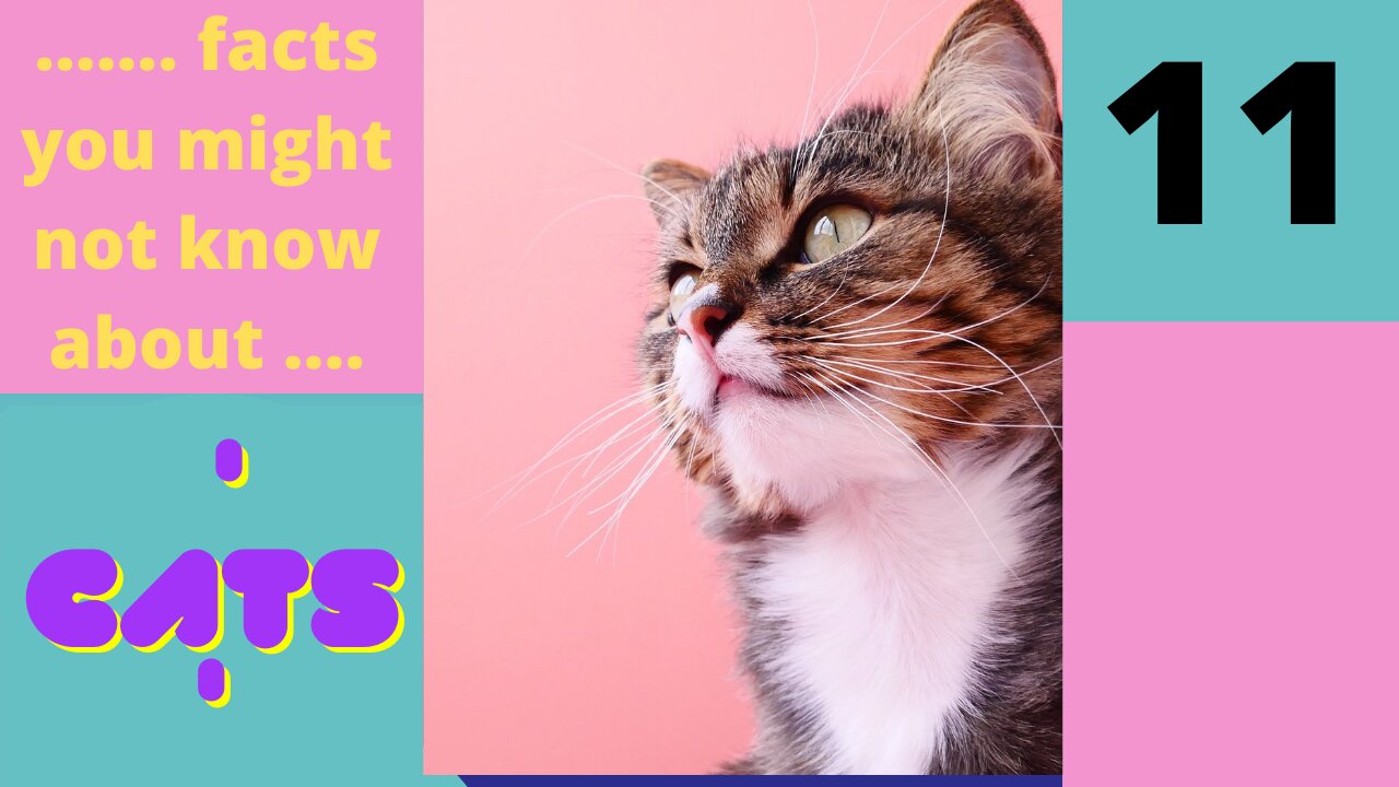 Amazing Facts You Might Not know About Cats - Part 11 of 25