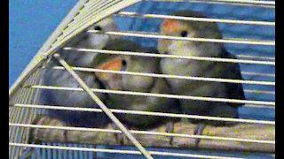 IECV PBV #118 - 👀 Kiwi, Pearl, Daisy All Cuddling For There Naps, Peanut Napping 🐤3-6-2020