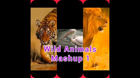 Wild Animals Mashup 1 😊#UbertainmentFun #Dogs #Animals #Fun