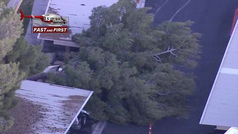 Tree falls on cars in apartment complex