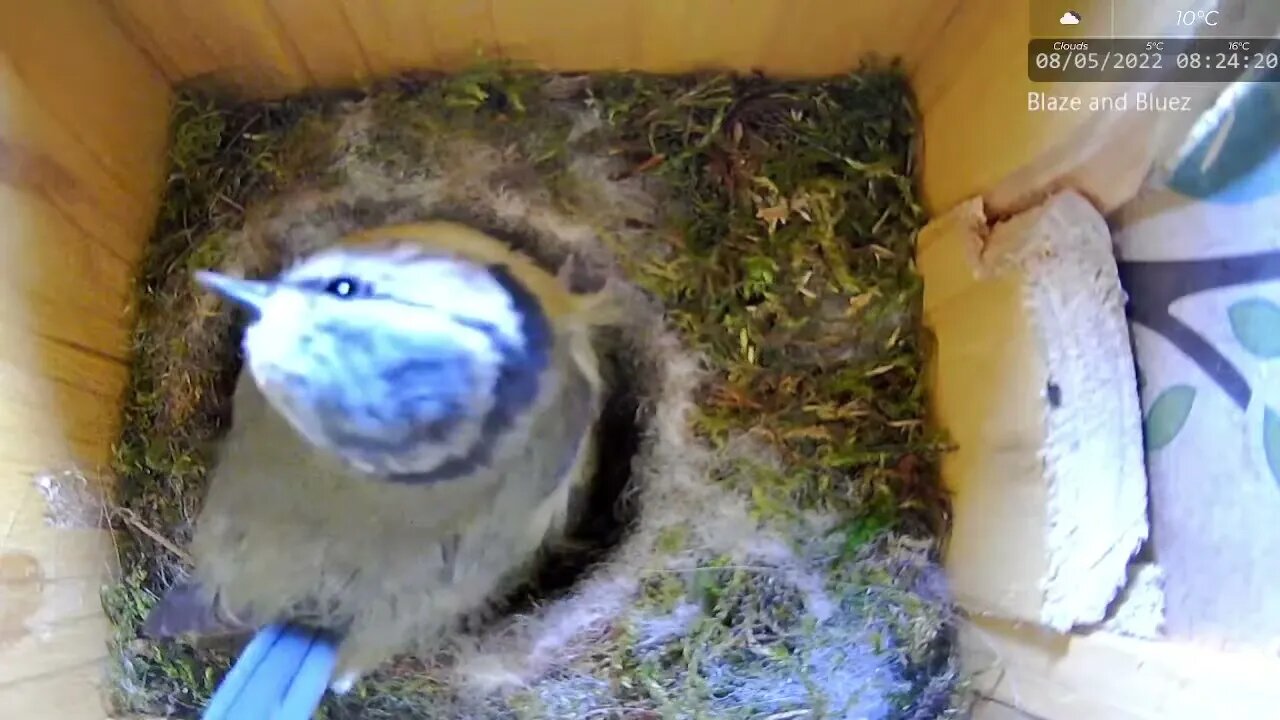 Blue Tit Chick Fed Huge Spider By Parents