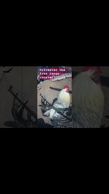 Sylvester the free range rooster