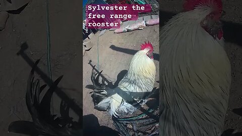 Sylvester the free range rooster