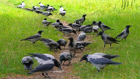 Local Hooded Crows are Excited about Hosting the Upcoming Annual CROWFEST