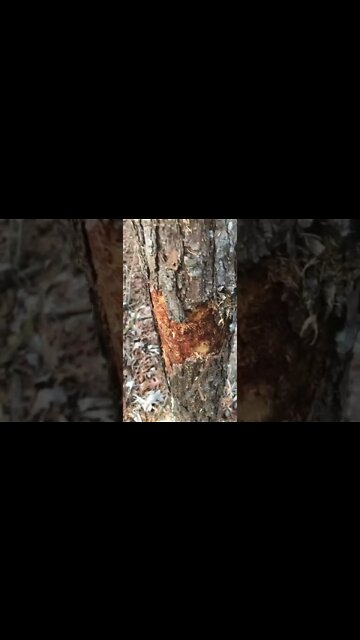 Preparing standing pine for small projects