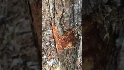 Preparing standing pine for small projects