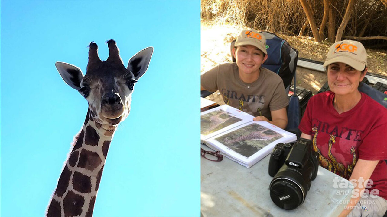 Mini Doc: The special bond between Lion Country Safari handlers, the giraffes they care for