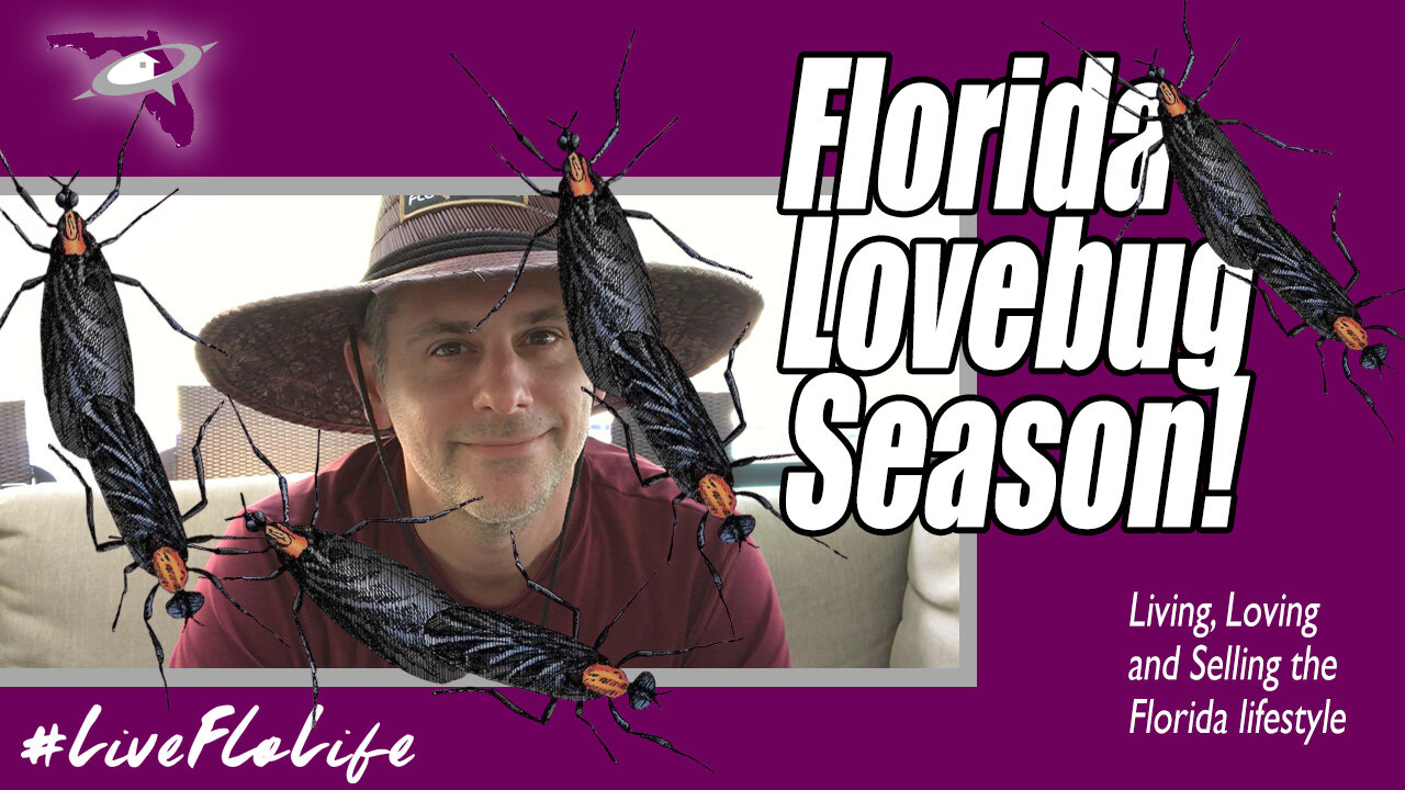 Florida Lovebugs | Not All Bad...Just Mostly!
