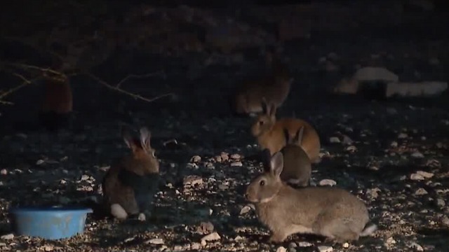 More rabbits found dead outside Las Vegas mental health facility