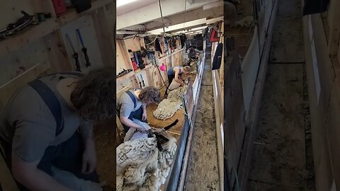 It's the season for trailer shearing