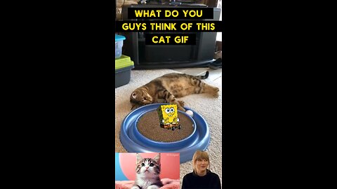 Cute Cat Gif