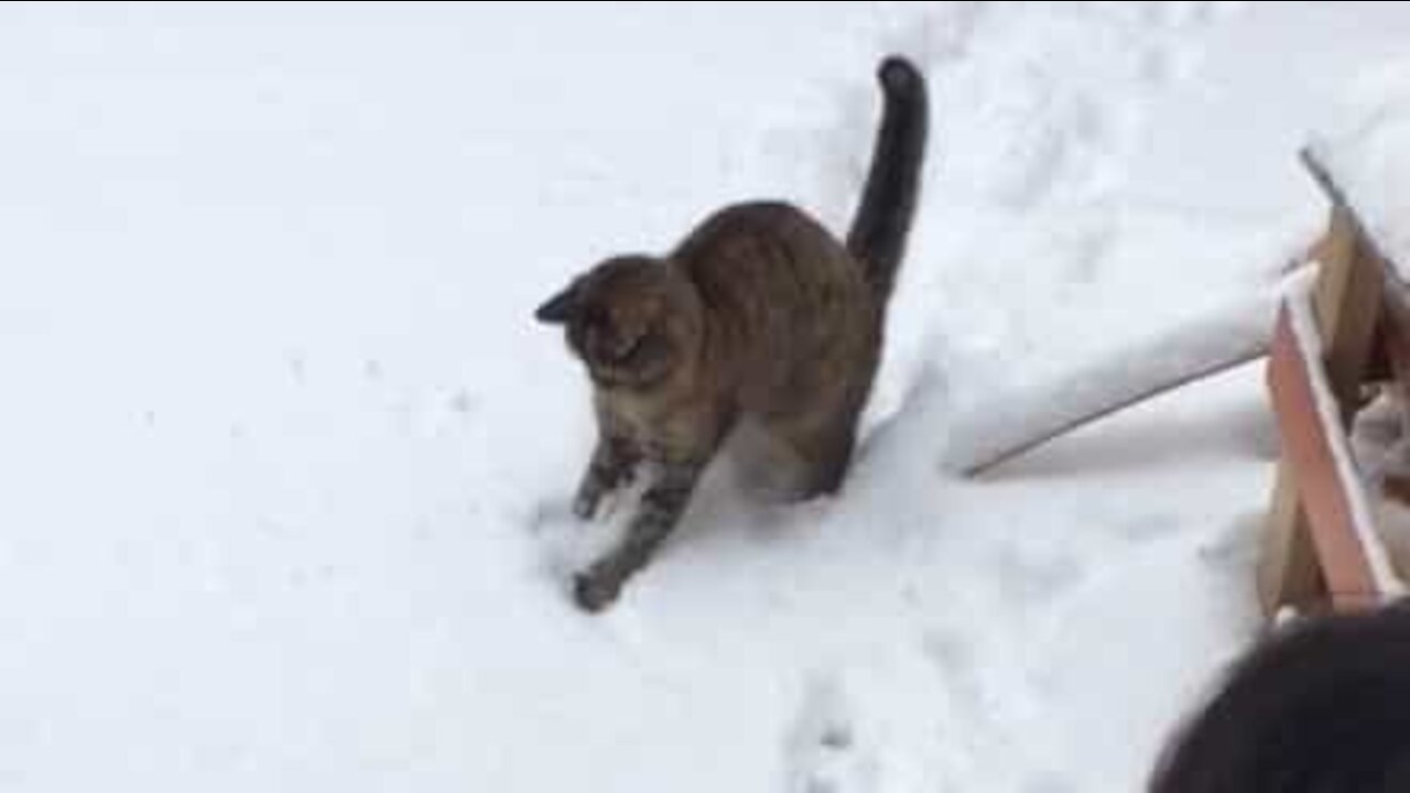 Cat loves to hunt... snowballs!