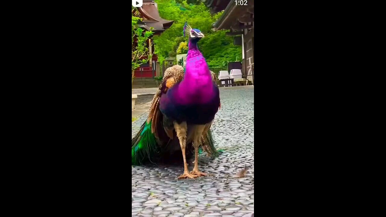 Peacock Dancing