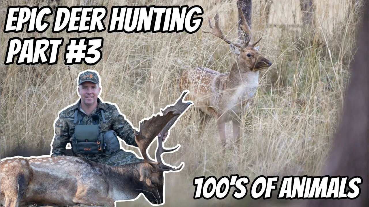 Deer Hunting Bonanza Part # 3 || EPIC Deer Hunt || Fallow & Red Deer Rut || 30-06 Rifle || Stalking