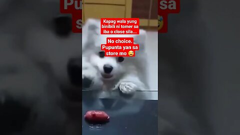 #doglife #funnyanimals #funnyshorts #doglover #sarisaristore #sarisaristorebusiness #misismomshie