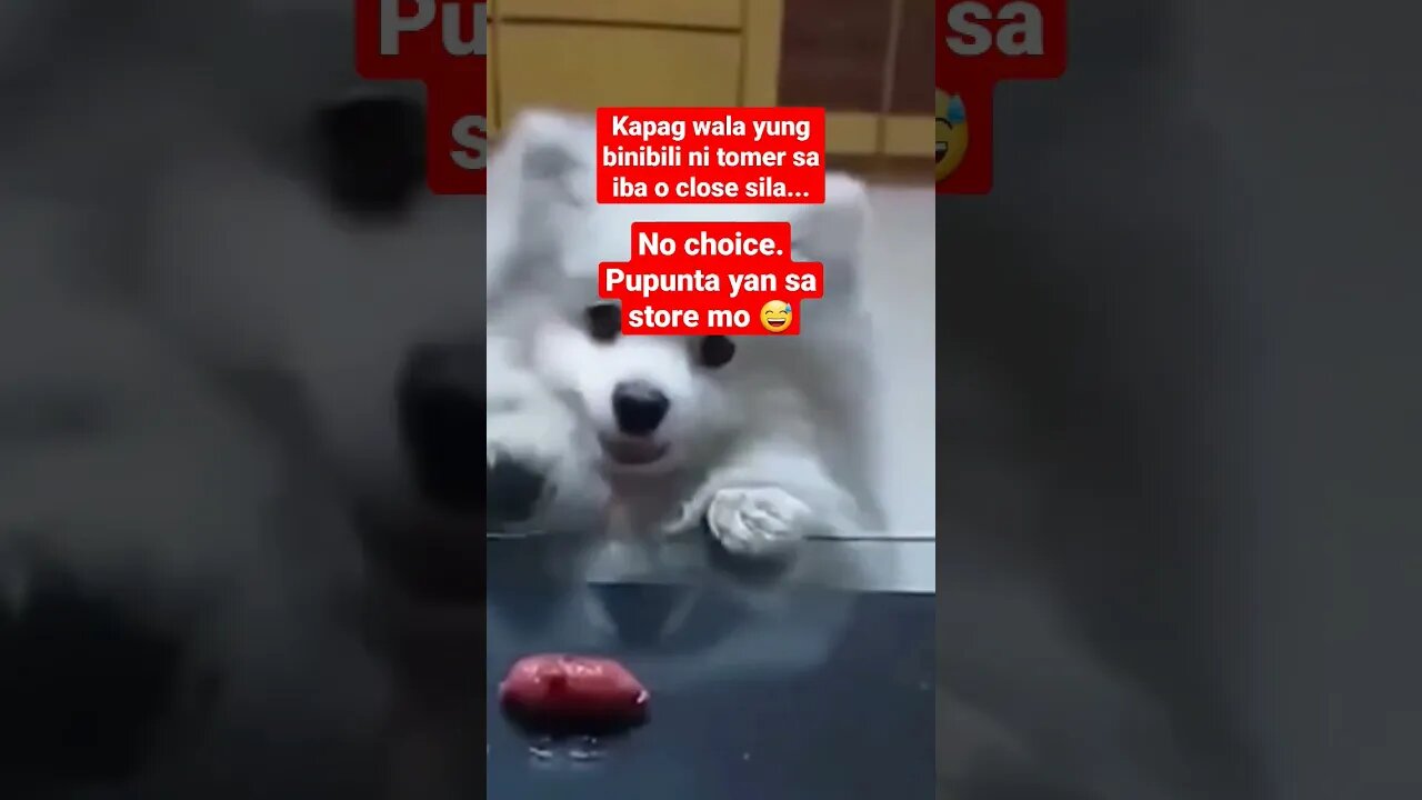 #doglife #funnyanimals #funnyshorts #doglover #sarisaristore #sarisaristorebusiness #misismomshie