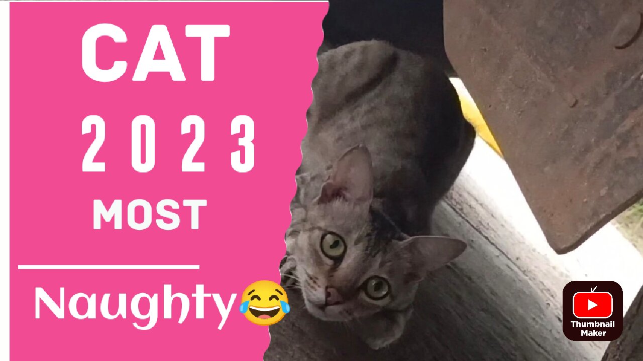 Most Naughty Cat In the world || Funniest || The Muskad
