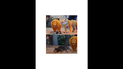 Dog in between Tiger and Lion, funny video