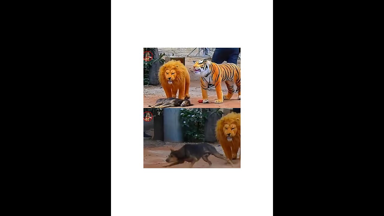 Dog in between Tiger and Lion, funny video