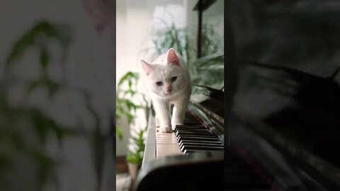 Pet Cat Playing Piano