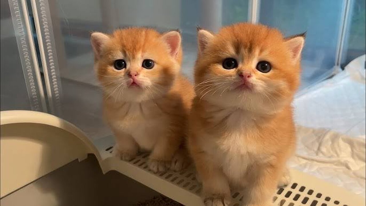 So many cute kittens videos compilation 2023