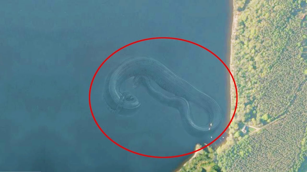 7 Mysterious Deep Sea Creatures Spotted On Google Earth