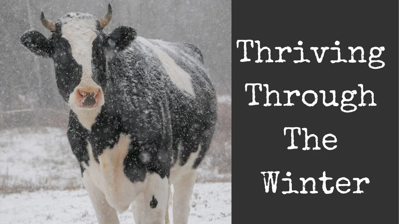 How to keep Your Cows Happy in The Cold