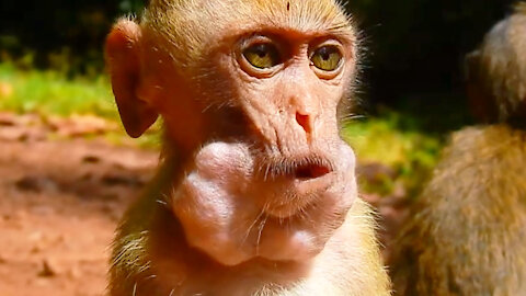 This Monkey Looks Greedy