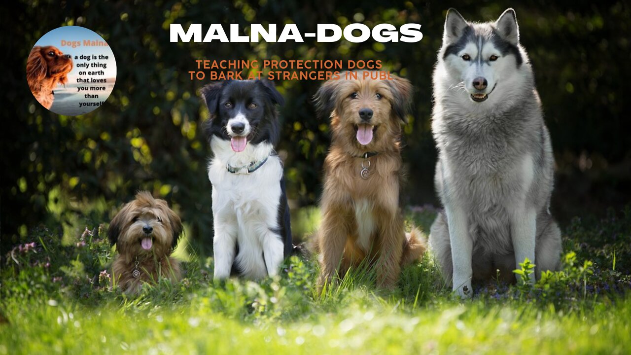 Teaching Protection Dogs to Bark at strangers in publ