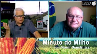 Milho com recorde de exportações