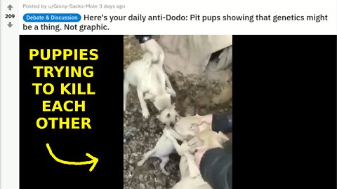 Pitbull puppies all trying to maul each other- Щенки питбуля все пытаются растерзать друг друга