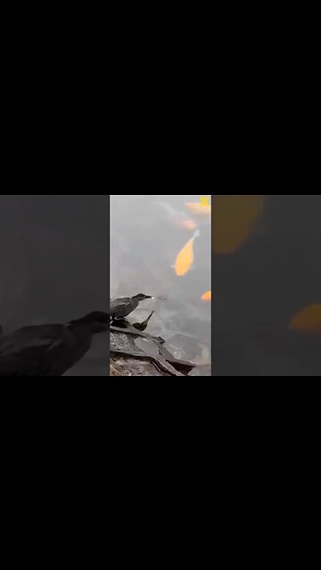 Green Heron 🦅 Fishing 🎣! 🔥🔥🔥 #shorts #short #subscribe #viral #shortvideo #reels #viralreels
