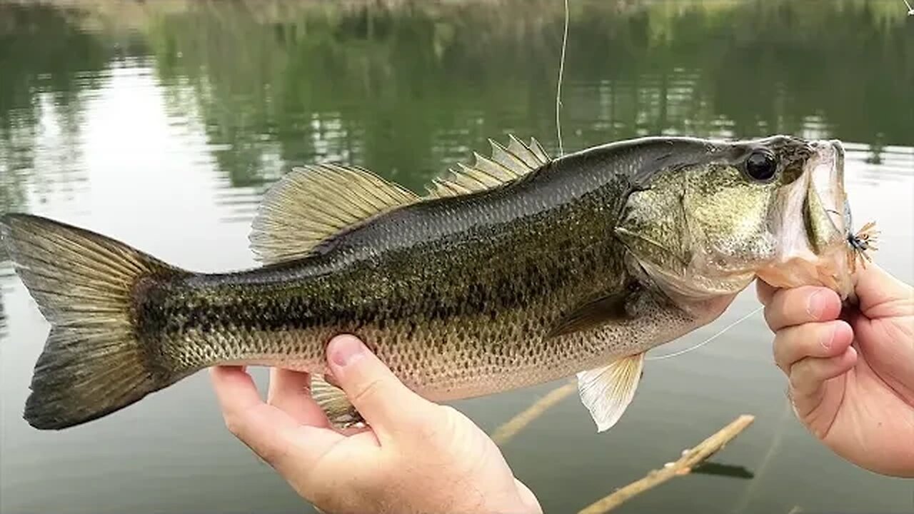 Slammin’ Bass On Micro Spin Jigs & Finesse Craws