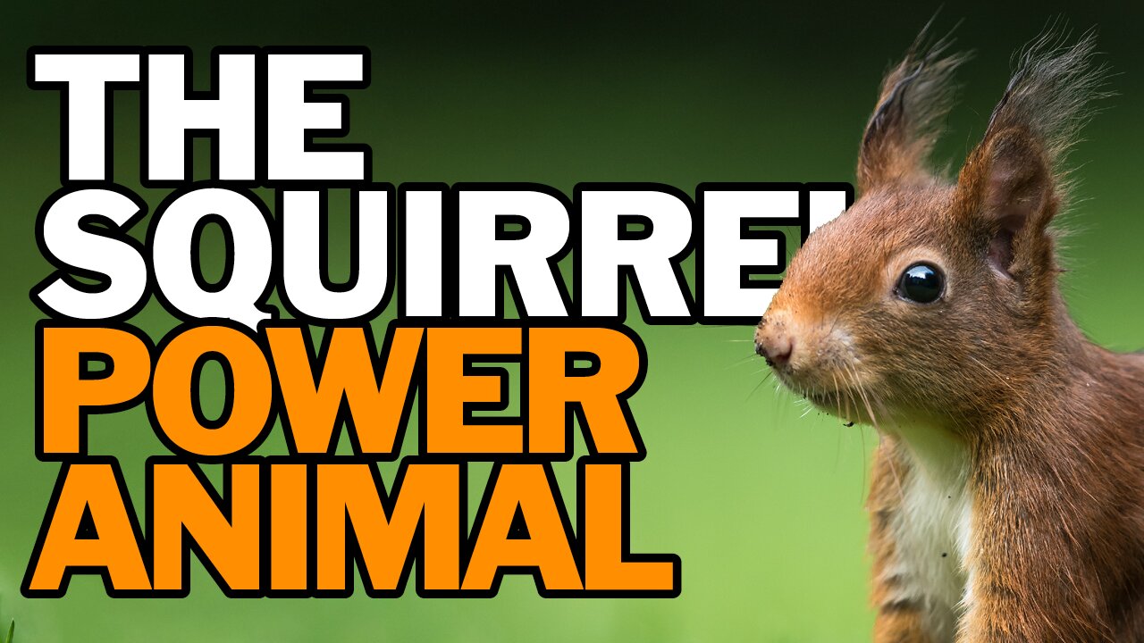 The Squirrel Power Animal