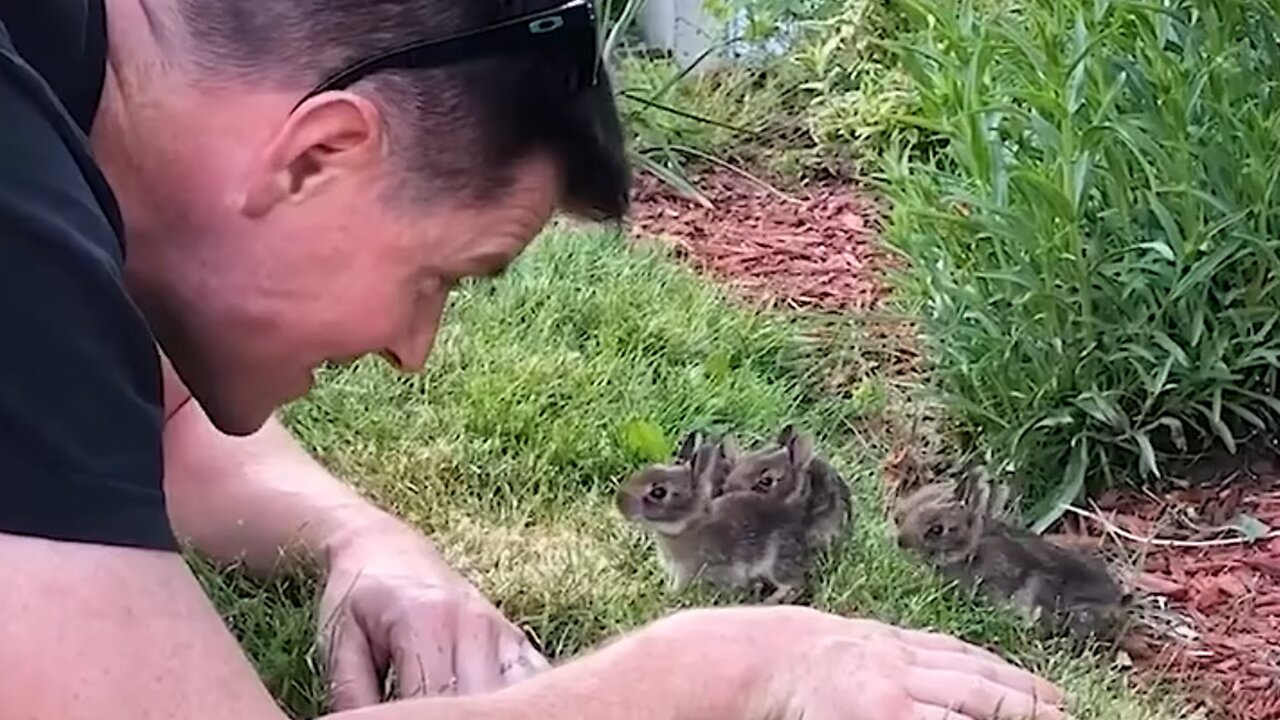 Man Gets Baby Bunnies to Come Out Of Bushes