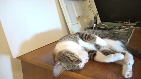 Helpful Cat Assists with a Monitor Repair