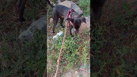 POV : TAKING HUMAN FOR A WALK