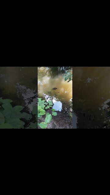 Wild 'Pet Turtles' not being cringe Today #shorts #animals #nature