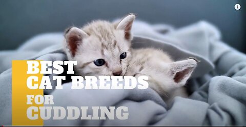 Cats 101 : Best Cat Breeds instantly for Cuddling