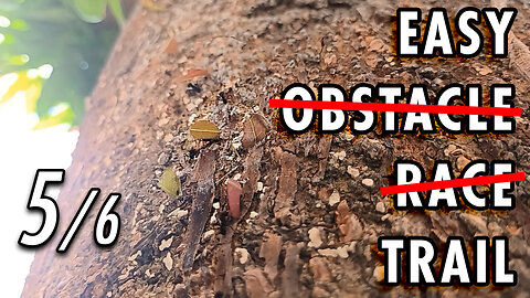 ASMR | The irregular path is no rival for the ants' all-terrain legs - 5/6