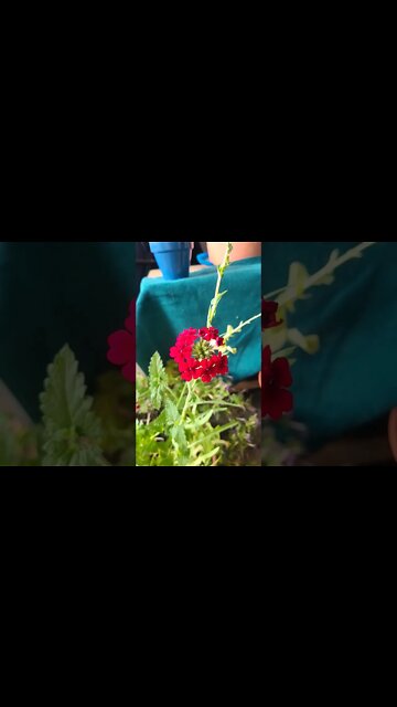 beautiful red flowers 🥀