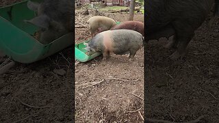 Very Pregnant Pig Eating @UncleTimsFarm #kärnəvór #carnivore #shorts #pigtalk