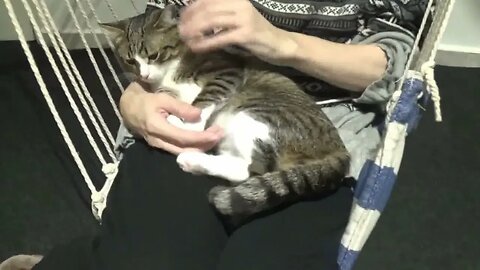 Cat Sits in My Arms