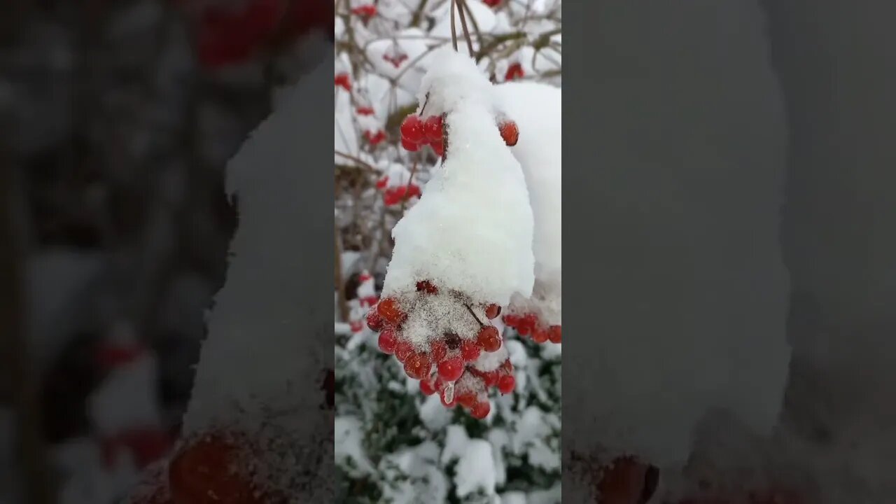 Фоксик Джулия #породысобак #джулия #опороде